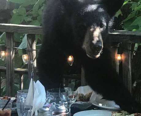Urso