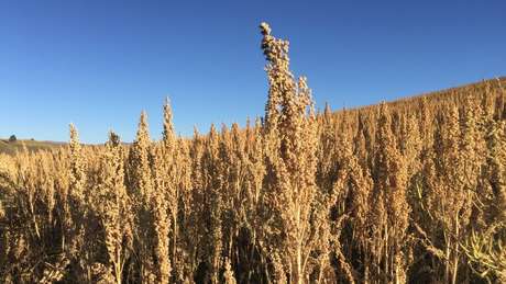 Na Europa, a popularidade da quinoa é relativamente recente, mas nos Andes o grão é consumido há séculos