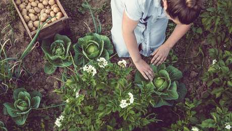 A jardinagem faz bem ao cérebro - além de ser uma atividade física, nos dá tempo para pensar
