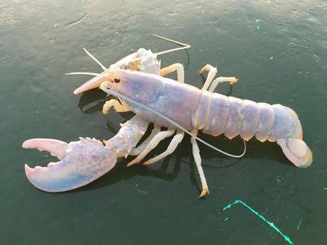 Pescador