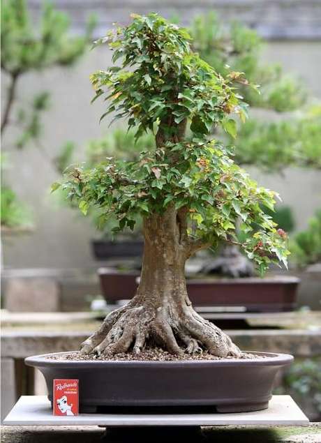 24. Bonsai com copa diferente. Foto de Australian Bonsai Gallery