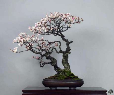 27. Bonsai com flores brancas. Foto de Bonsai Empire