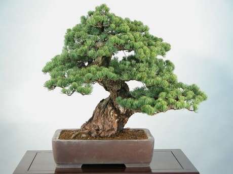 21. Bonsai com folhas diferentes. Foto de Target Teal