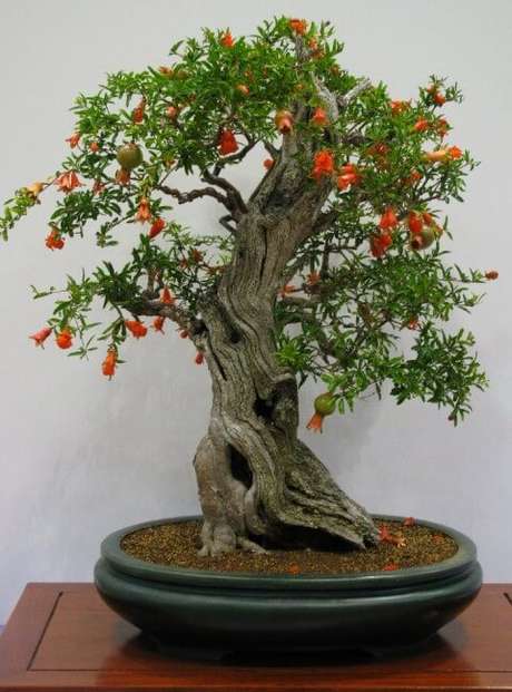 25. Bonsai com frutas de romãs. Foto de Balcony Garden Web