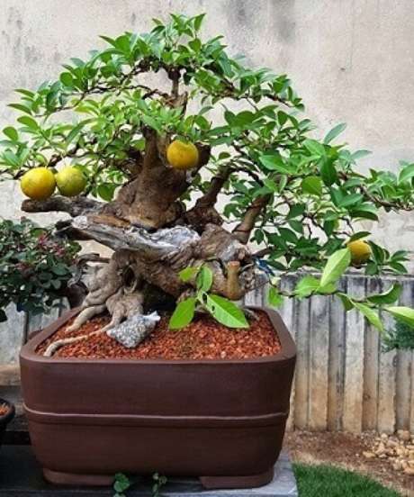 28. Bonsai com limões. Foto de Bonsai Morro Velho