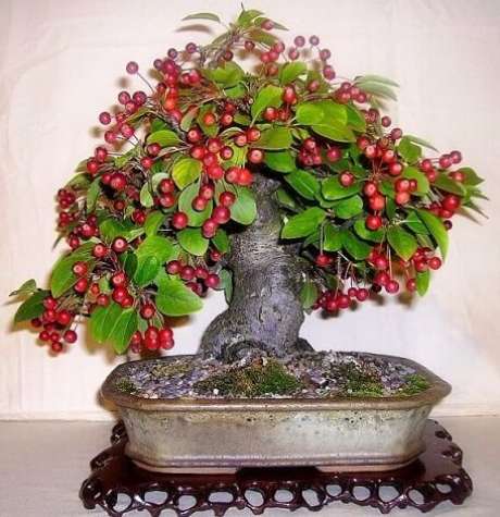 20. Para crescer bem e dar frutos assim, o bonsai deve ser bem cuidado