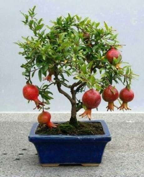 12. Bonsai de frutas com romãs. Foto de Jardim Exótico