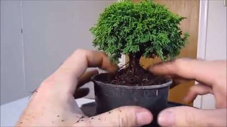 10. Saiba como fazer bonsai!