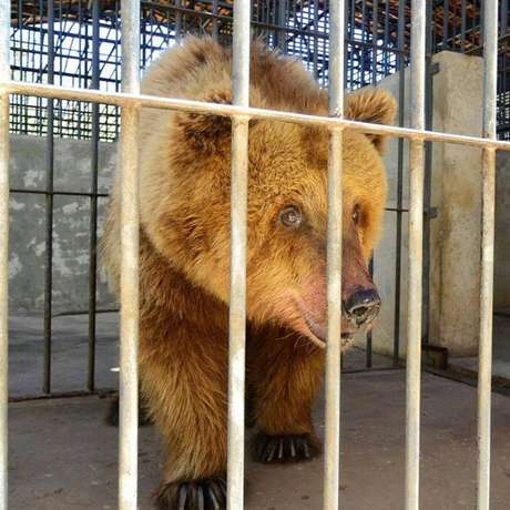 Marsha ficou conhecida como 'a ursa mais triste do mundo' depois que grupos de defesa dos animais denunciaram sua história Marsha ficou conhecida como 'a ursa mais triste do mundo' depois que grupos de defesa dos animais denunciaram sua história