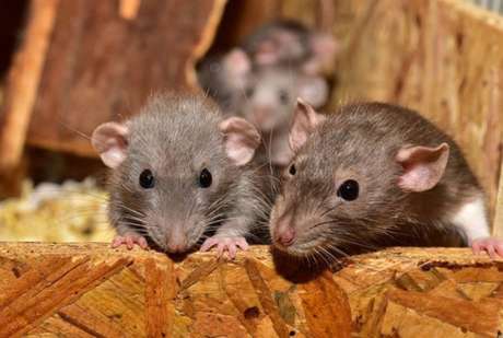 Segundo o estudo feito pela Universidade de Fordham, em Nova York, gatos não são bom predadores de ratos