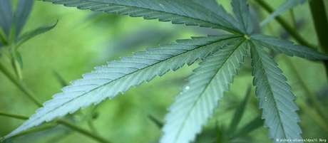 Além da posse de até 30 gramas, cada usuário pode cultivar até quatro pés de maconha em casa Além da posse de até 30 gramas, cada usuário pode cultivar até quatro pés de maconha em casa