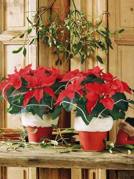9- A poinsétia ou flor estrela de natal pode ser coloca sobre mesas ou aparadores. Fonte: Decoração e Invenção 9- A poinsétia ou flor estrela de natal pode ser coloca sobre mesas ou aparadores. Fonte: Decoração e Invenção