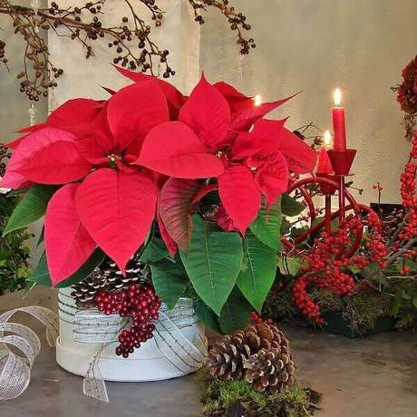 41- A flor de natal é uma planta com significado de vida longa. Fonte: Pinterest 41- A flor de natal é uma planta com significado de vida longa. Fonte: Pinterest