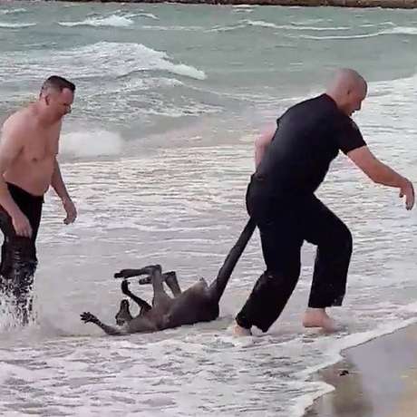 Canguru foi arrastado à praia já inconsciente Canguru foi arrastado à praia já inconsciente