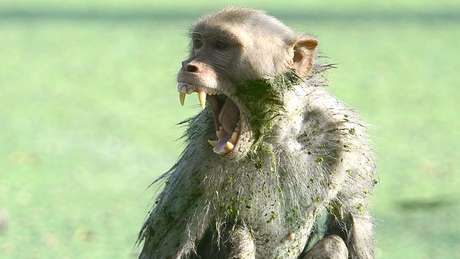 Os macacos enfrentam fortes pressões ambientais na Índia