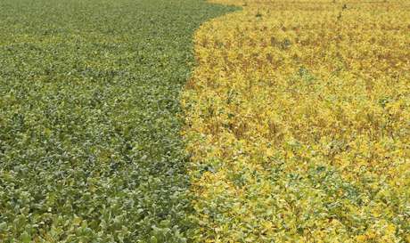 Plantio De Soja 18 19 Chega A 89 Da 225 Rea Mt Pode Colher