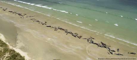 Área remota, a consequente falta de funcionários, e a deteriorada condição das baleias obrigaram o sacrifício dos animais Área remota, a consequente falta de funcionários, e a deteriorada condição das baleias obrigaram o sacrifício dos animais