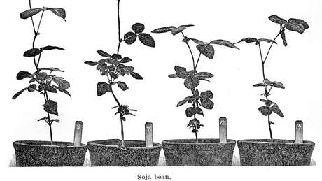   An illustration dated 1896, attributed to the United States Department of Agriculture, shows soybean feet; plant native to Asia 