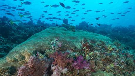 Palau proibiu o uso de protetores solares, produtos que impactam negativamente a vida marinha e também os recifes de coral