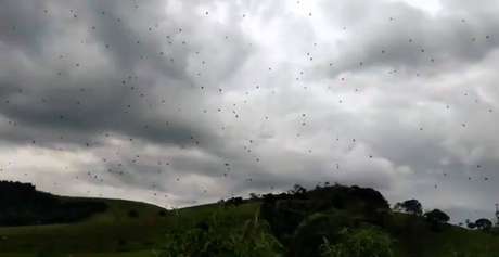 Aranhas pareciam cair do céu