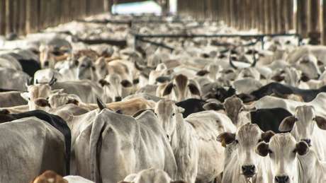 O mundo árabe responde por 27% das exportações brasileiras de carne bovina. Setor exportador teme retaliações diante de aproximação com Israel O mundo árabe responde por 27% das exportações brasileiras de carne bovina. Setor exportador teme retaliações diante de aproximação com Israel