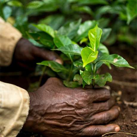 Mudas de café arábica crescendo na Etiópia Mudas de café arábica crescendo na Etiópia