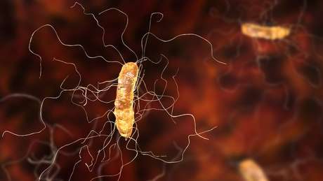 A infecção por Clostridium difficile é considerada uma doença intestinal perigosa