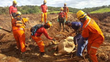 Animais são resgatados após queda de barragem em Brumadinho, Minas Gerais.