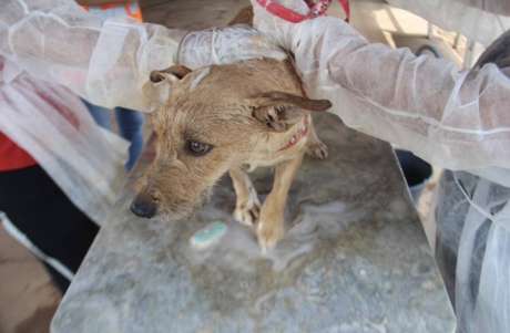 Hospital provisório montado em fazenda serve como refúgio de animais resgatados em Brumadinho.