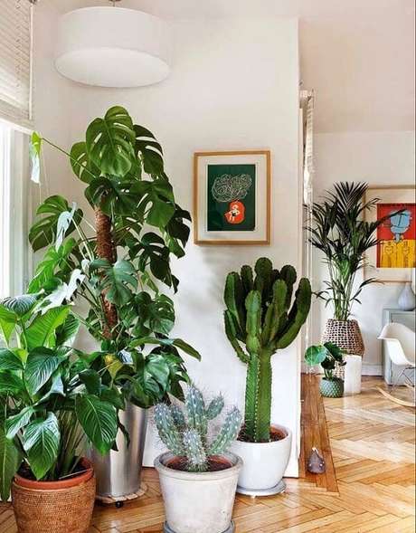 57- As plantas para sala escolhidas  foram a Costela de Adão, Cactos em dois tamanhos, Lírio da Paz , Areca Bambu no vaso ao fundo e Antúrios em vaso pequeno no chão. Fonte: Pinterest