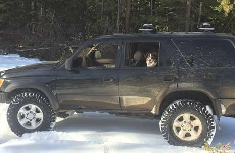 O cão Ally no carro em que Jeremy Taylor ficou preso na neve durante cinco dias.
