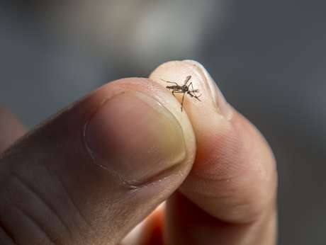 Mosquito Aedes Aegypt