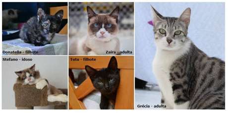 Gatinhos da ONG Catland disponíveis para adoção no Clube Homs, em São Paulo. 