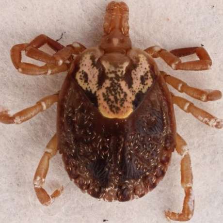 A doença de Lyme é causada por uma bactéria transmitida pelo carrapato-estrela (Amblyomma cajennense) A doença de Lyme é causada por uma bactéria transmitida pelo carrapato-estrela (Amblyomma cajennense)