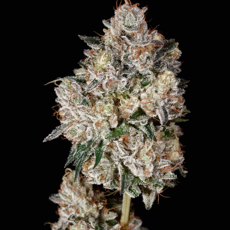 Harold conta que integrantes da banda Cypress Hill levaram um caminhão de flores de maconha para ele fazer haxixe Harold conta que integrantes da banda Cypress Hill levaram um caminhão de flores de maconha para ele fazer haxixe