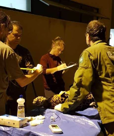 Ele realizou exames de sangue e de urina. Tem aproximadamente 4 anos, pesa 51,6 quilos e tem 1,81 de comprimento Ele realizou exames de sangue e de urina. Tem aproximadamente 4 anos, pesa 51,6 quilos e tem 1,81 de comprimento