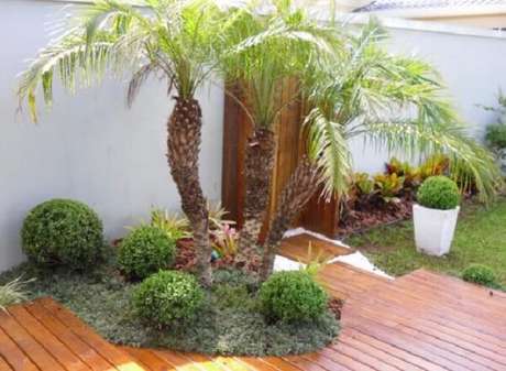 Tipos De Palmeiras 65 Plantas Perfeitas Para Seus Vasos E Jardins