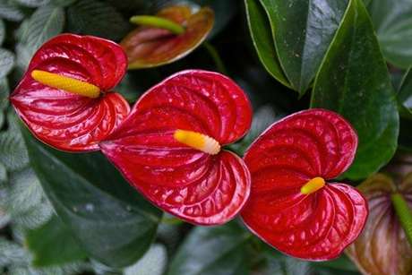 Plantas Ornamentais Confira 64 Especies Para O Seu Jardim