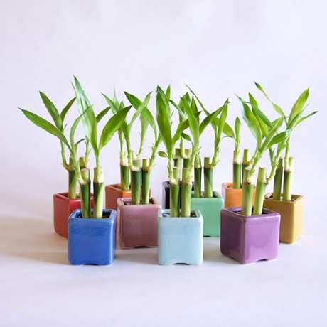 17. Arranjos formados e cultivados em vasos coloridos. Fonte: Studio Lab Decor 17. Arranjos formados e cultivados em vasos coloridos. Fonte: Studio Lab Decor