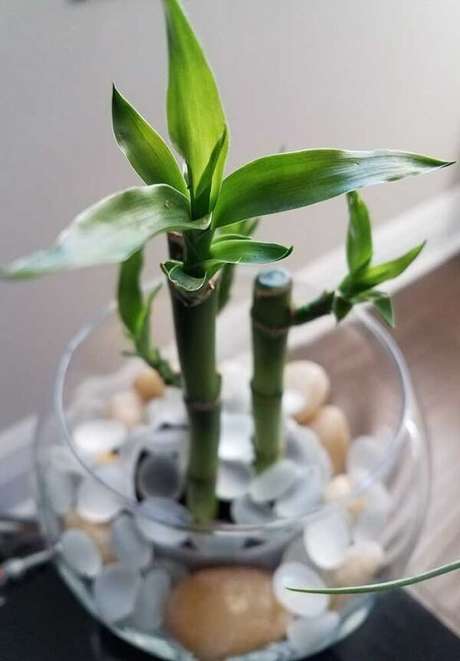 20. Cultive essa planta em recipientes com água. Fonte: Pinterest 20. Cultive essa planta em recipientes com água. Fonte: Pinterest