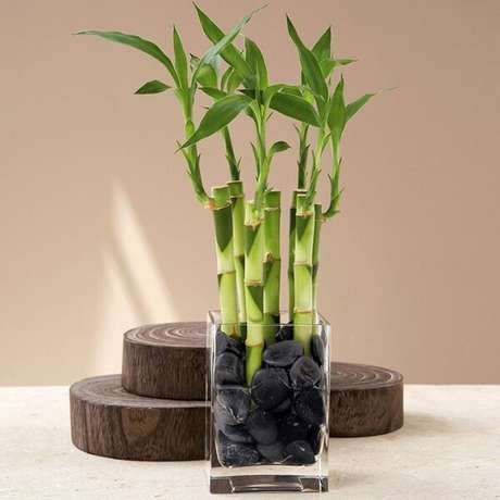 11. Esse vegetal pode ser cultivado em água. Fonte: Pitnerest 11. Esse vegetal pode ser cultivado em água. Fonte: Pitnerest
