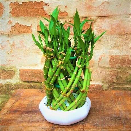 22. Bambu da sorte entrelaçado e cultivado em vaso branco. Fonte: Pinterest 22. Bambu da sorte entrelaçado e cultivado em vaso branco. Fonte: Pinterest