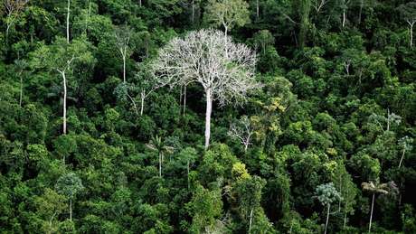 Floresta Amazônica, em foto de arquivo; Alemanha é a segunda maior contribuinte global para fundo de preservação desse bioma Floresta Amazônica, em foto de arquivo; Alemanha é a segunda maior contribuinte global para fundo de preservação desse bioma