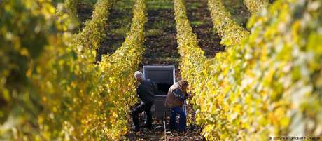 Agricultores franceses temem invasão de produtos sul-americanos e diferença nos padrões de qualidade Agricultores franceses temem invasão de produtos sul-americanos e diferença nos padrões de qualidade