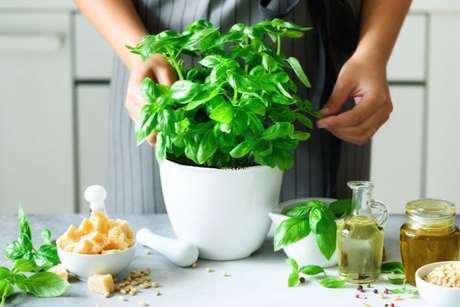 Descubra como plantar de manjericão a salsinha