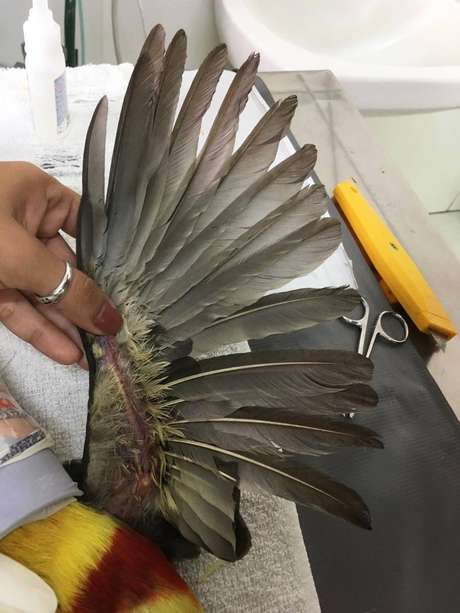 Técnica de transplante é bem artesanal. Os veterinários usam palitos de madeira para fixar a nova pena no centro daquela que foi cortada Técnica de transplante é bem artesanal. Os veterinários usam palitos de madeira para fixar a nova pena no centro daquela que foi cortada