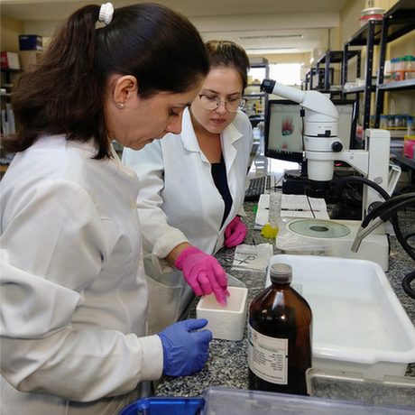 Cientistas fizeram amputações em pontos-chave para testar regeneração Cientistas fizeram amputações em pontos-chave para testar regeneração