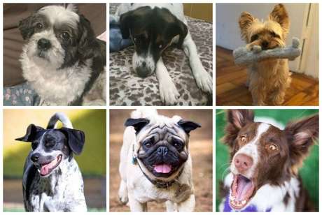 Expressões faciais em cachorros são semelhantes às emoções dos humanos, revela especialista Armando Moucachen Sant'Anna. Expressões faciais em cachorros são semelhantes às emoções dos humanos, revela especialista Armando Moucachen Sant'Anna.