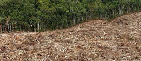 Em julho, 2.254,9 quilômetros quadrados de floresta foram devastados Em julho, 2.254,9 quilômetros quadrados de floresta foram devastados