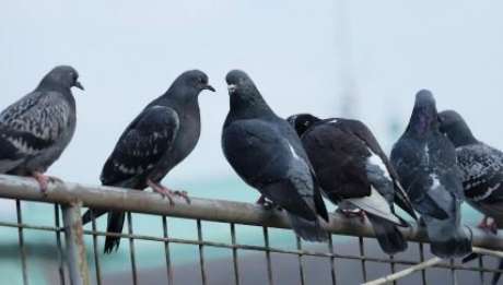 Doença do Pombo se espalha pelo ar e pode levar à morte - Foto: Shutterstock Doença do Pombo se espalha pelo ar e pode levar à morte - Foto: Shutterstock
